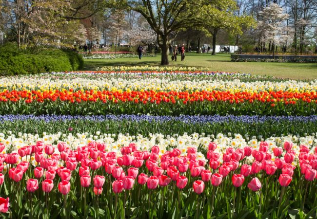 Die Tulpen - Das Wahrzeichen der Niederlande